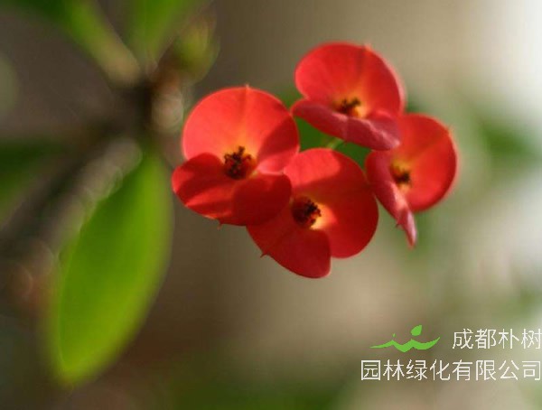 红梅的花语是什么？