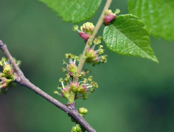 朴树的花是什么颜色？