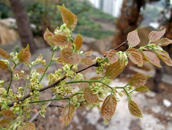 朴树的花语是什么意思？