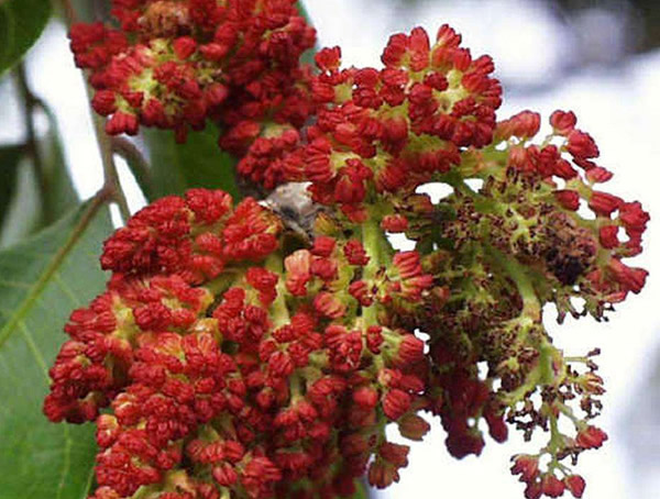 黄连木的花是什么颜色？花期是几月？