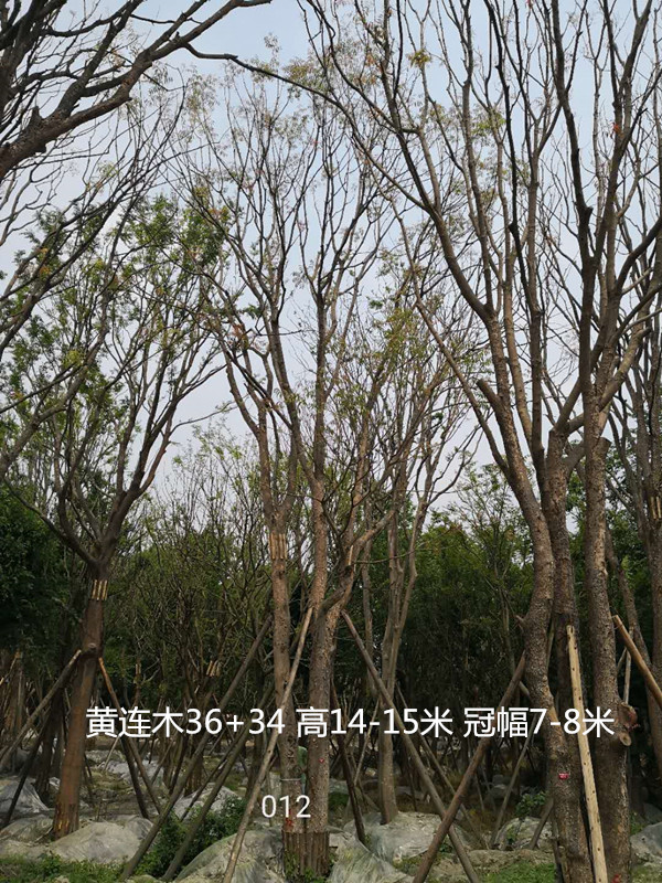 黄连木的寓意及象征是什么？