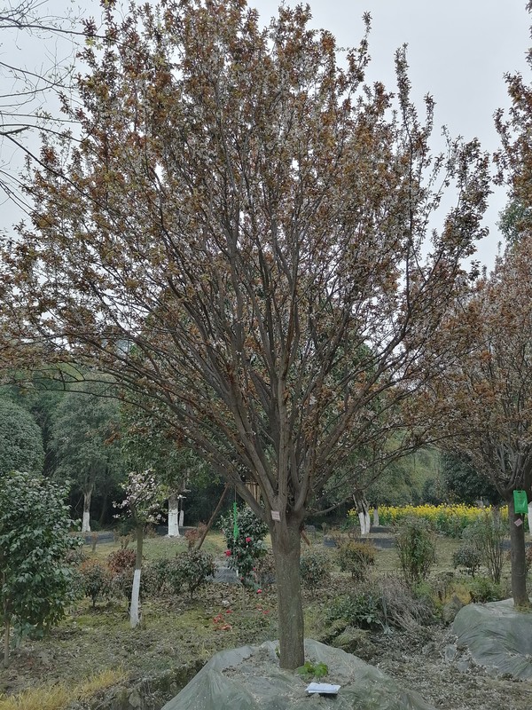 红叶李的花期是在几月？