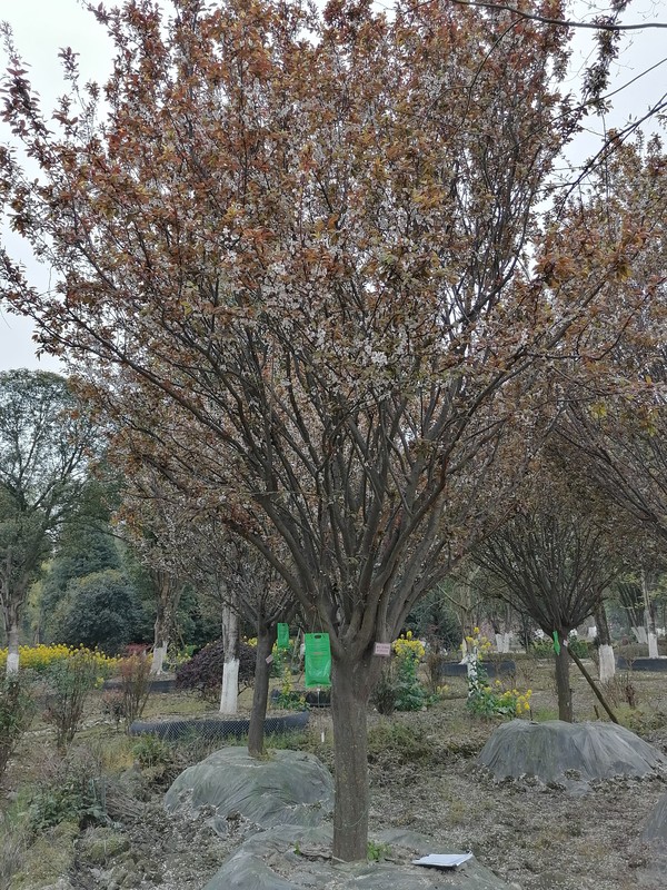 红叶李的花可以吃吗？