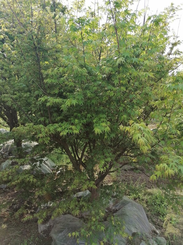 鸡爪槭的花果期是什么时候？