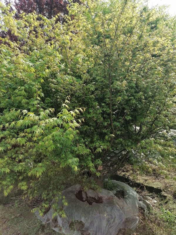 鸡爪槭的象征寓意是什么？