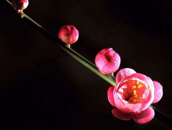 红梅的花瓣是什么形状？