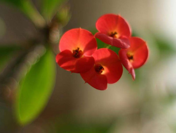 红梅的花语是什么？