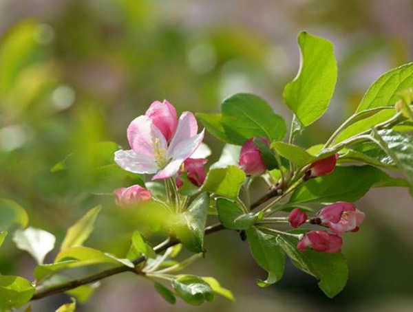 海棠的花期是几月到几月？