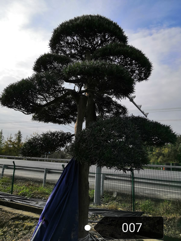 罗汉松的花有什么功效？