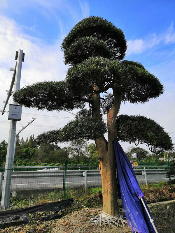 罗汉松的花是什么样子？要不要剪掉？