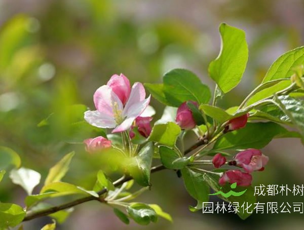 海棠的花期是几月到几月？