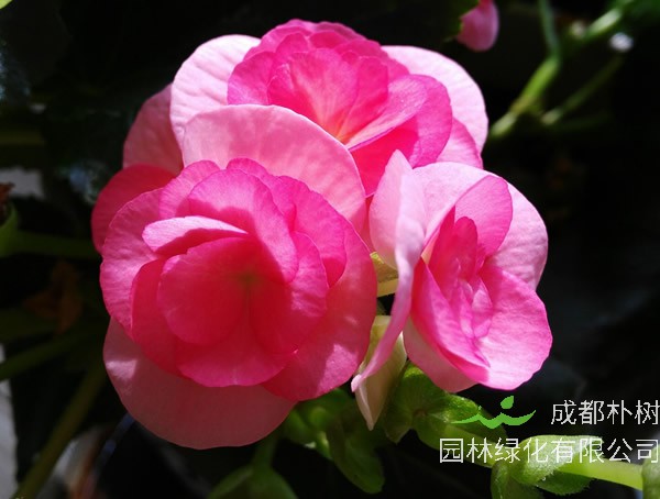 海棠的花语和象征意义有哪些？