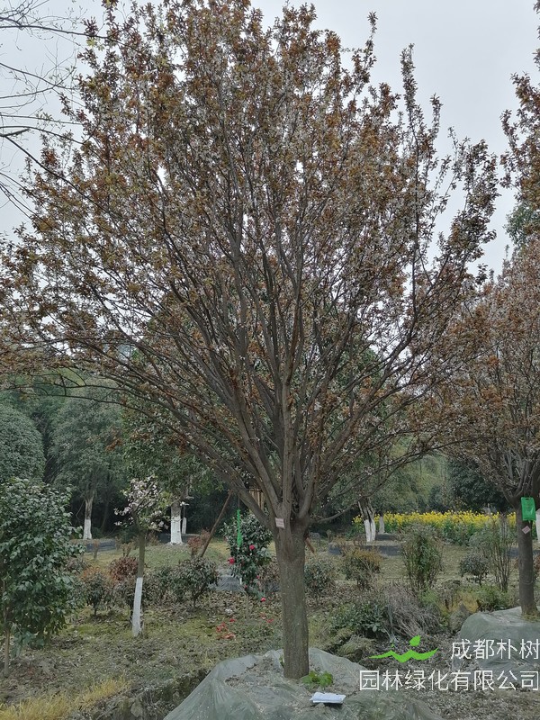 红叶李的花期是在几月？