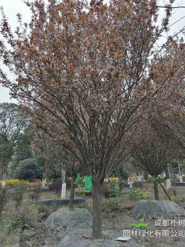 红叶李的花可以吃吗？