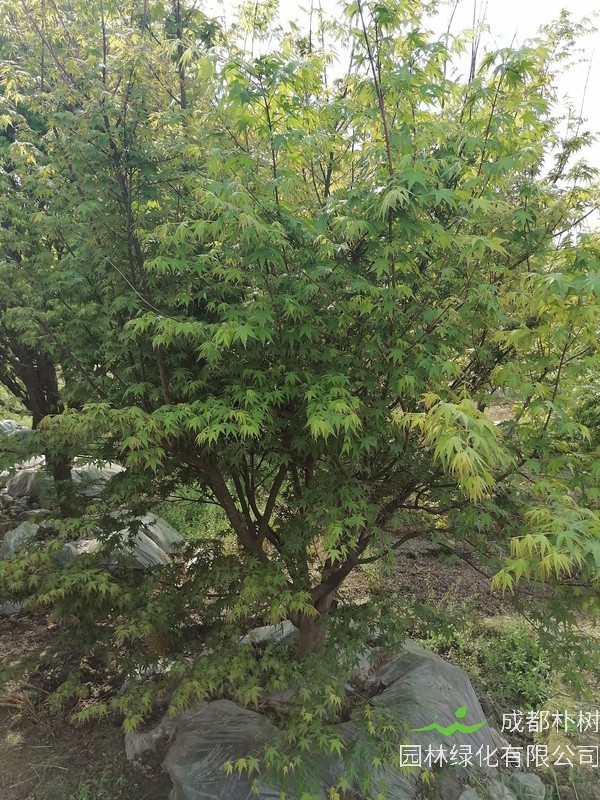 鸡爪槭的花果期是什么时候？