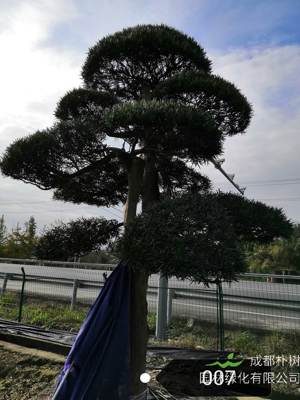 罗汉松的花有什么功效？