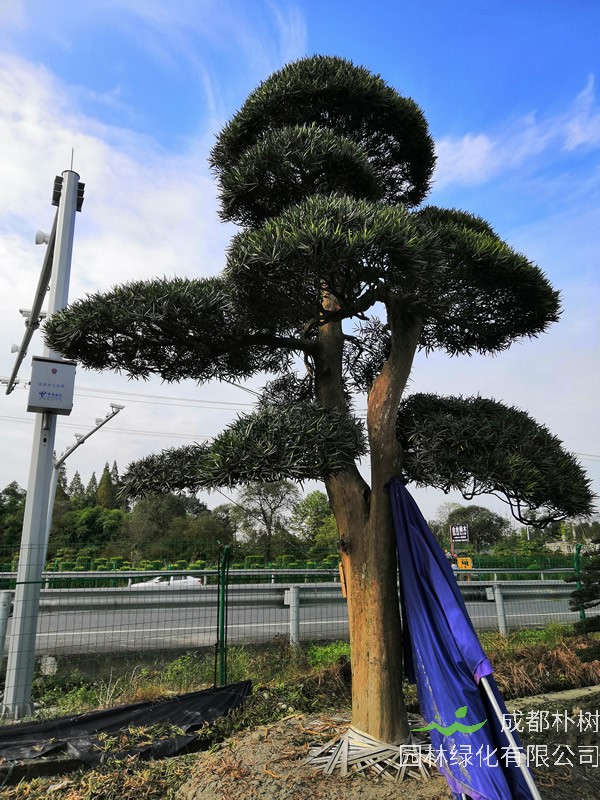 罗汉松的花是什么样子？要不要剪掉？