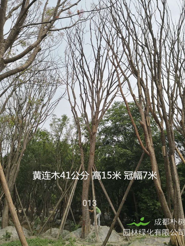 黄连木的药用和功效分别有哪些？