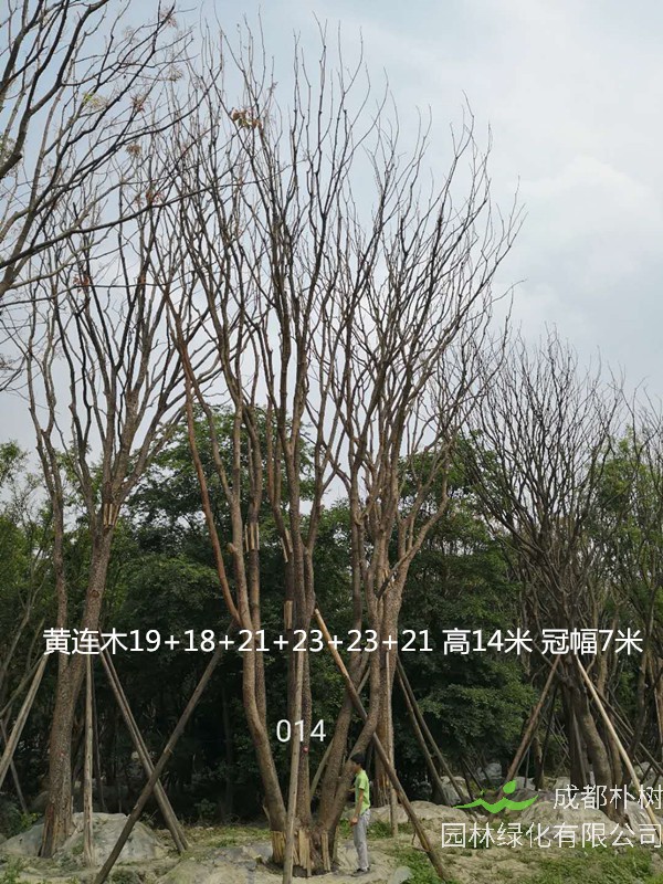 黄连木的花怎么吃？