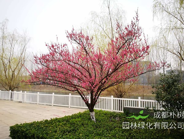 红梅的养殖方法和注意事项有哪些？