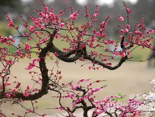 红梅的寓意和象征是什么？有哪些意义？