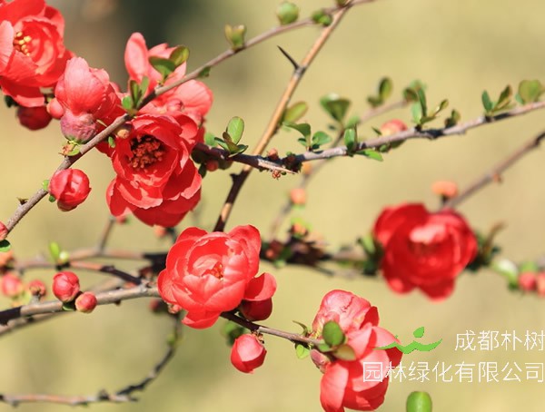 海棠的养殖方法和注意事项是什么？