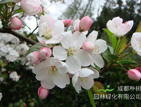 海棠的特点有哪些？