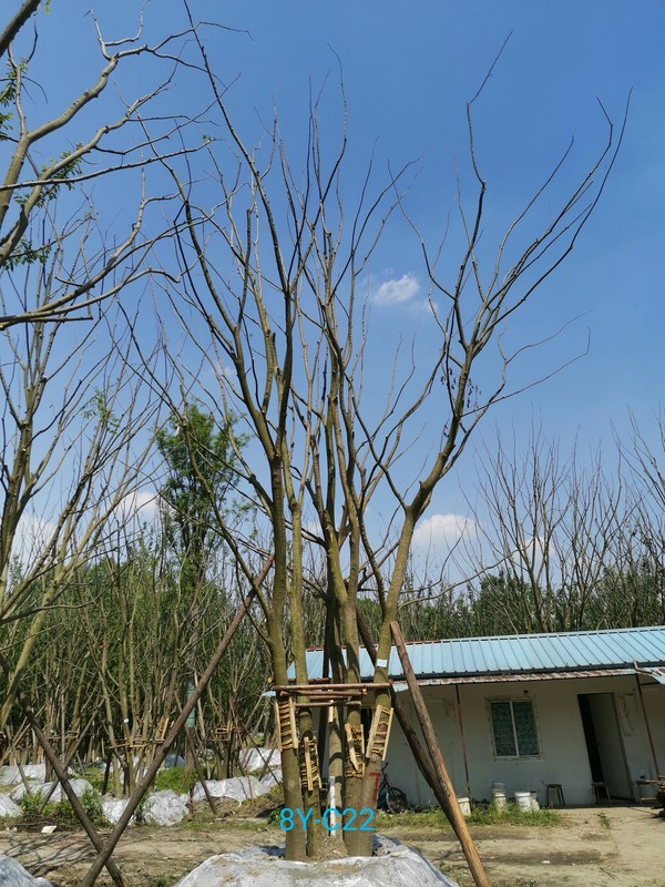 朴树的特点有哪些？