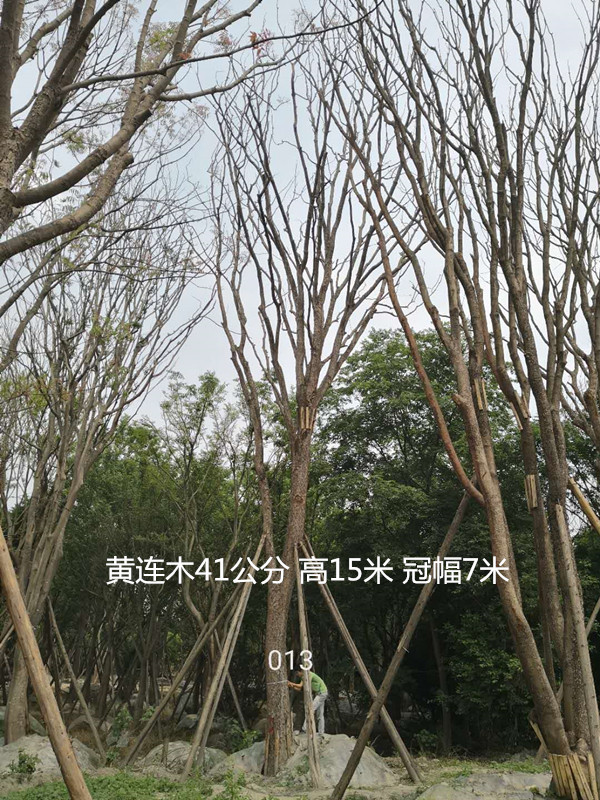 黄连木的药用和功效分别有哪些？