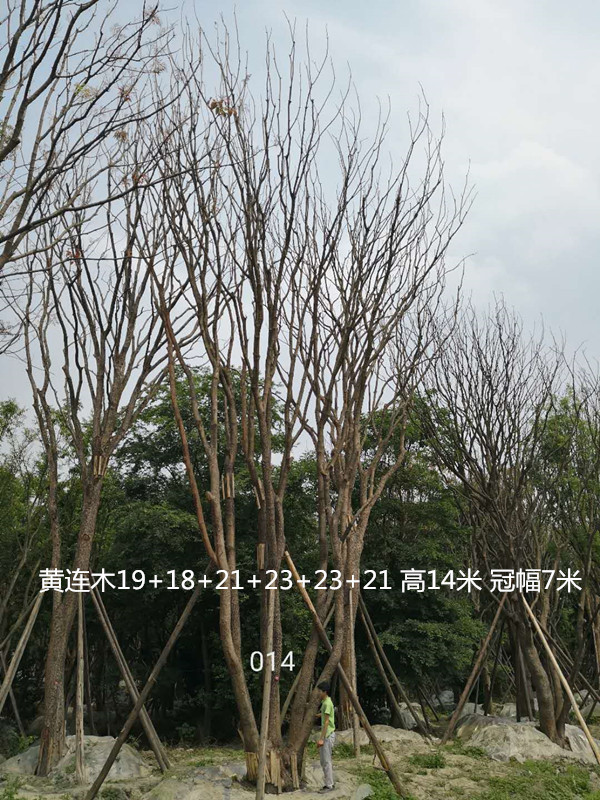 黄连木的花怎么吃？