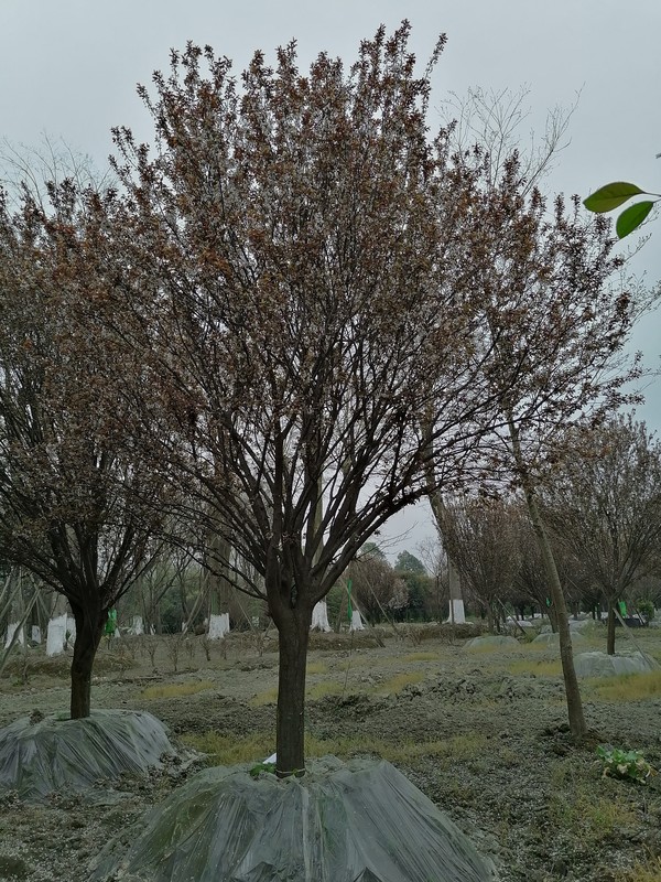 红叶李的果子能吃吗？