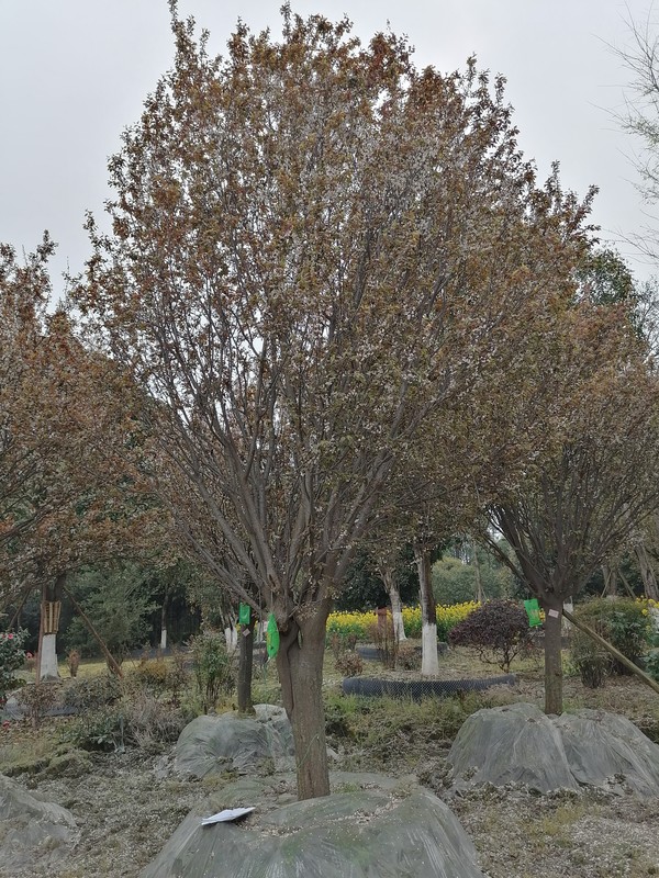 红叶李的果子什么时候成熟？