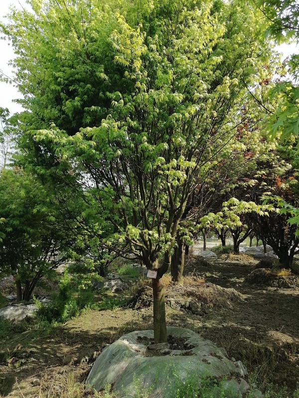 鸡爪槭的养护方法有哪些？