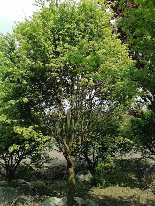 鸡爪槭的扦插繁殖方法是怎么样的？