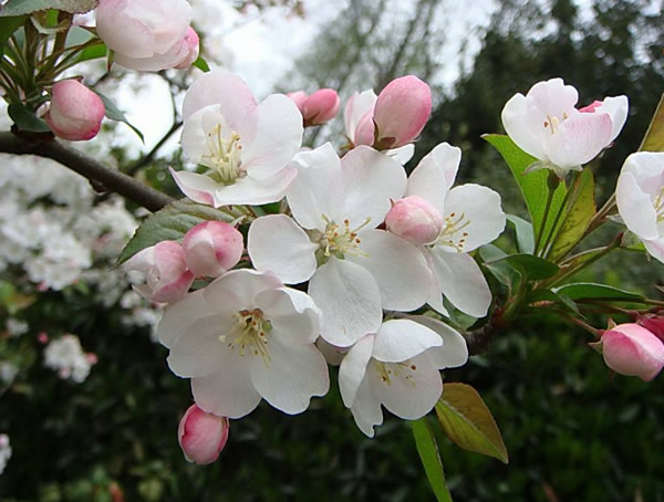 海棠的特点有哪些？