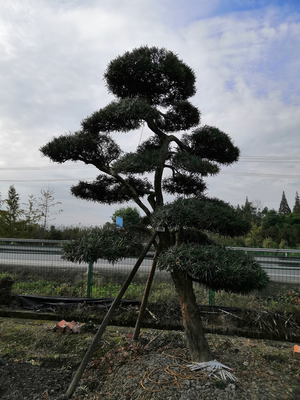 家养罗汉松有什么寓意？