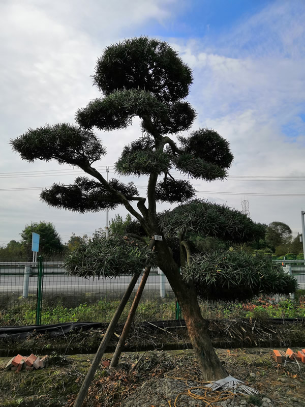 种植罗汉松的风水禁忌有哪些？