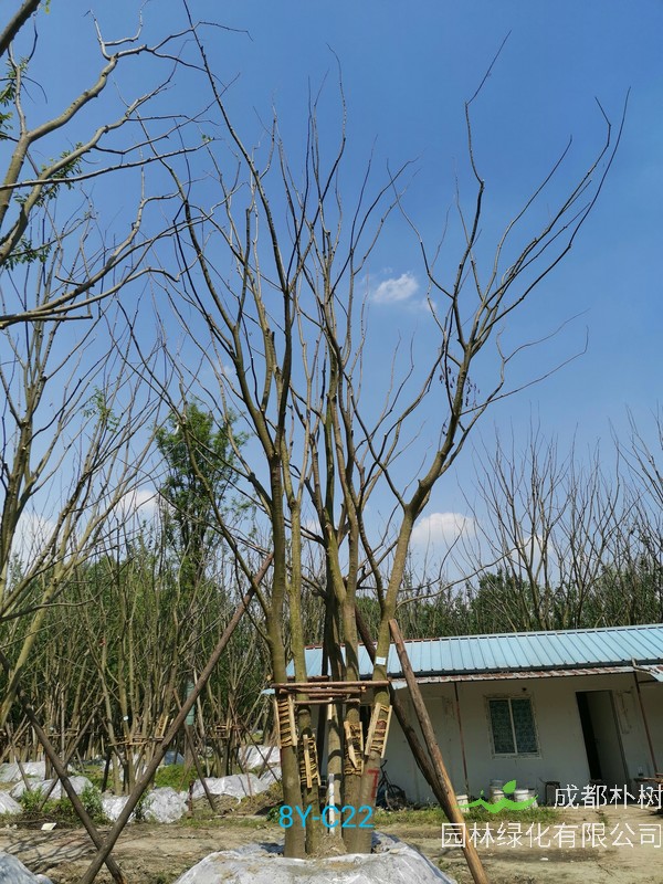 朴树的特点有哪些？