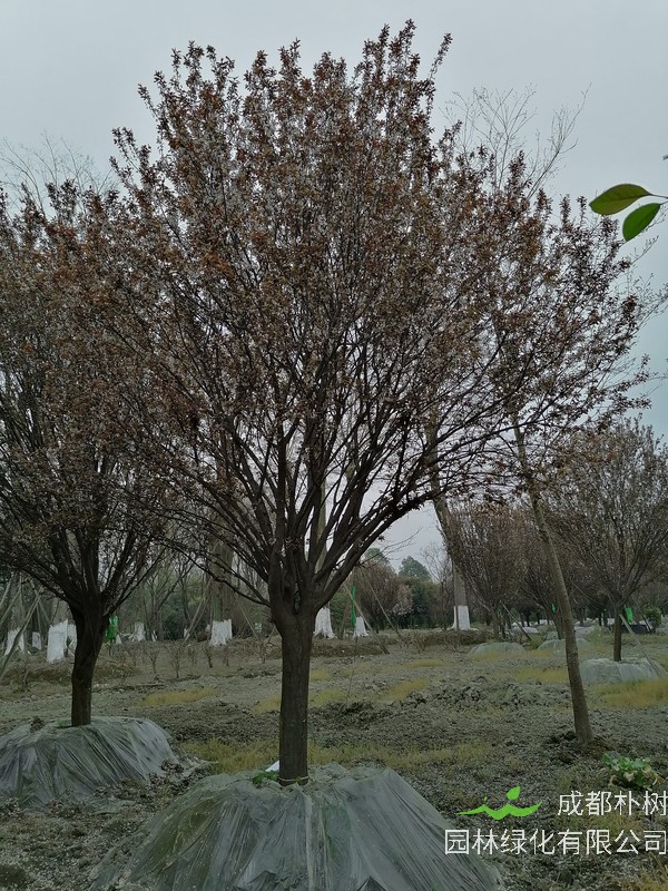 红叶李的果子能吃吗？