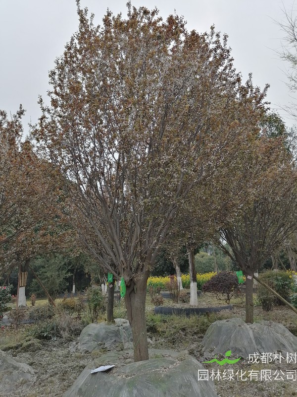 红叶李的果子什么时候成熟？