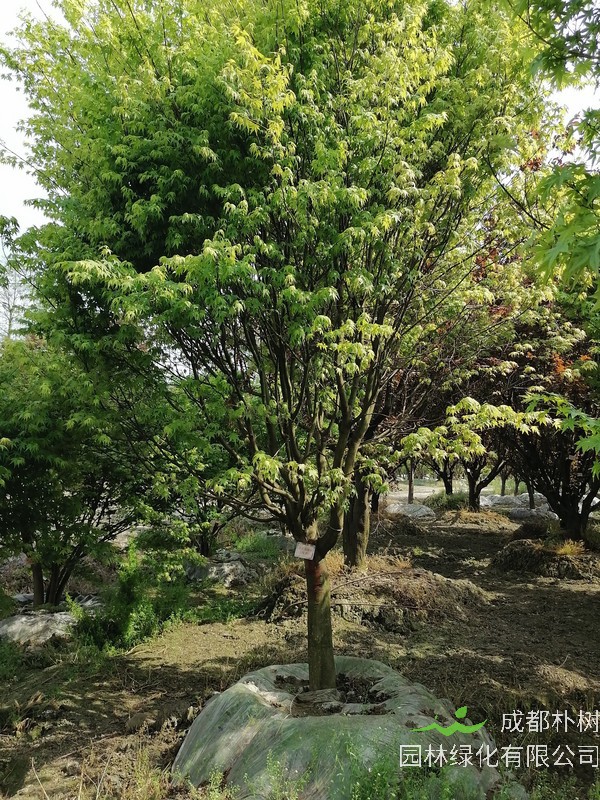 鸡爪槭的养护方法有哪些？