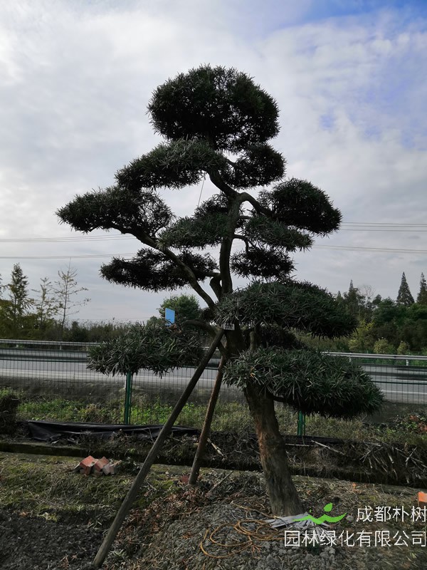 家养罗汉松有什么寓意？