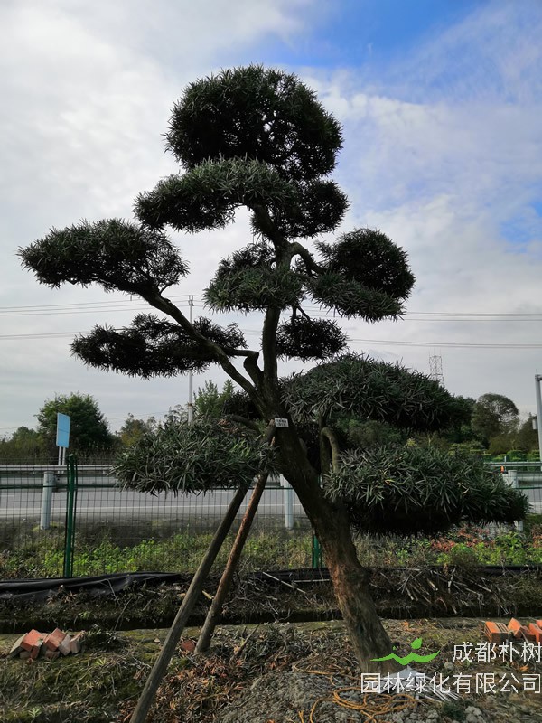 种植罗汉松的风水禁忌有哪些？