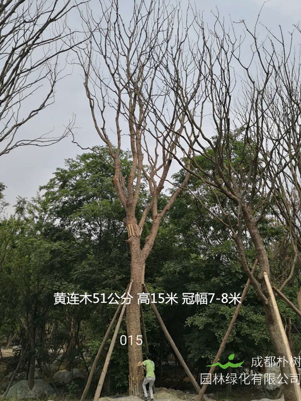 黄连木在秋季什么颜色？