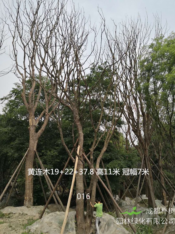 黄连木为什么叫孔木？