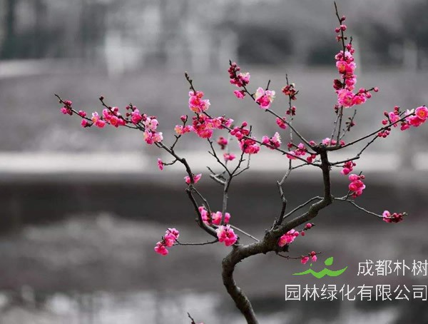 红梅的特点有哪些？