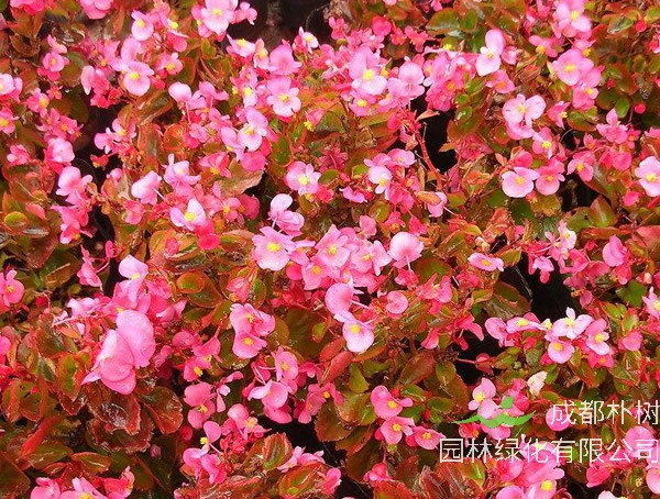 海棠的气味怎么样？香吗？