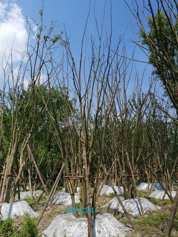 朴树的价值有哪些？