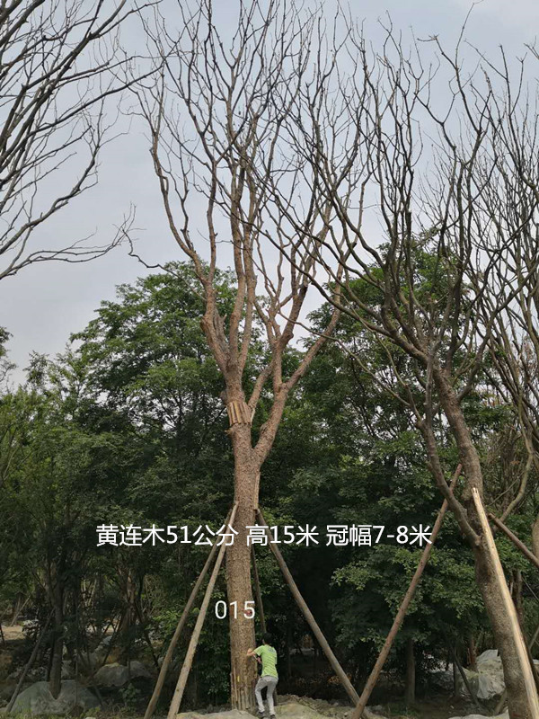 黄连木在秋季什么颜色？