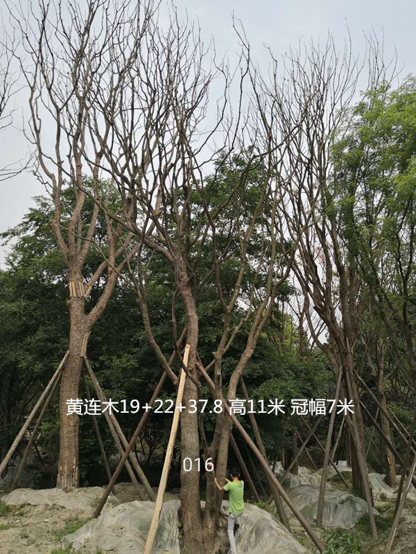 黄连木为什么叫孔木？